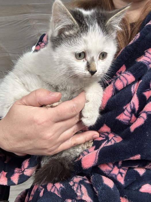 Мощные пушистики Классные котятки