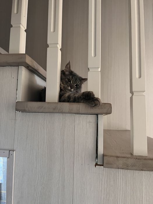 Продается кот (1 год)
