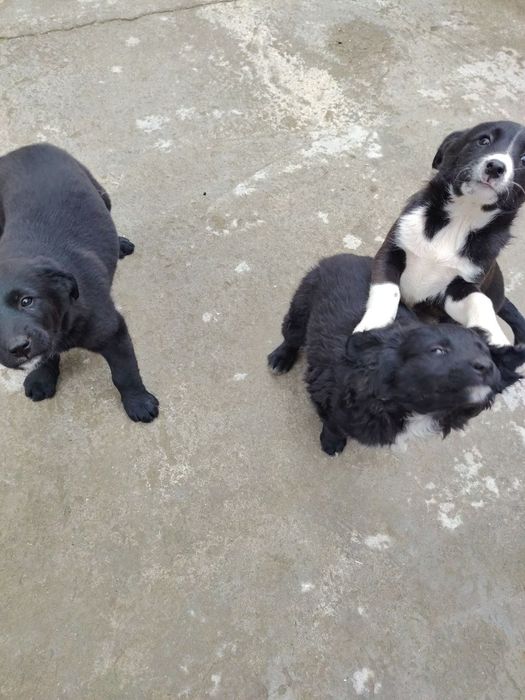 Щенки красивые, будут среднего размера