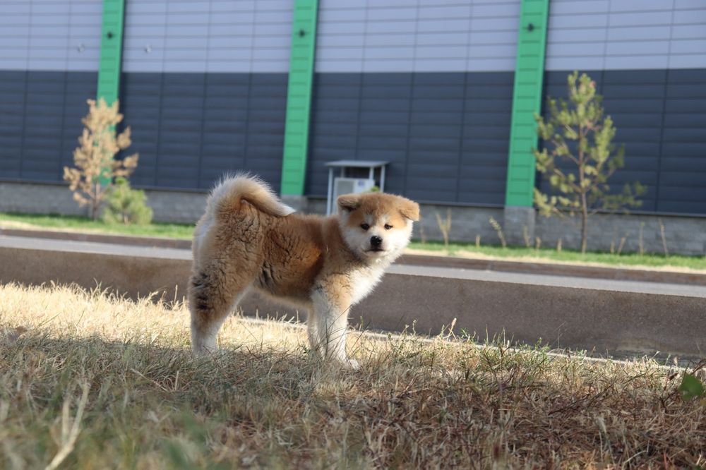 Японская Акита Ину щенки