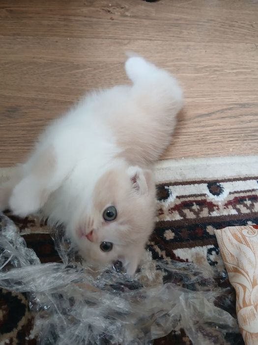 Котята . Mushukchalar