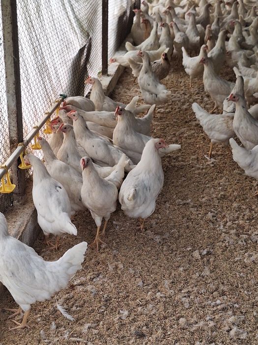 Продам курей несушки Коррал