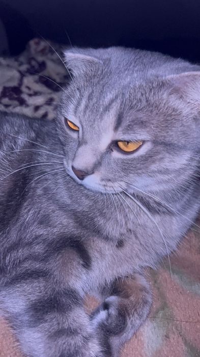 Отдам в добрые руки