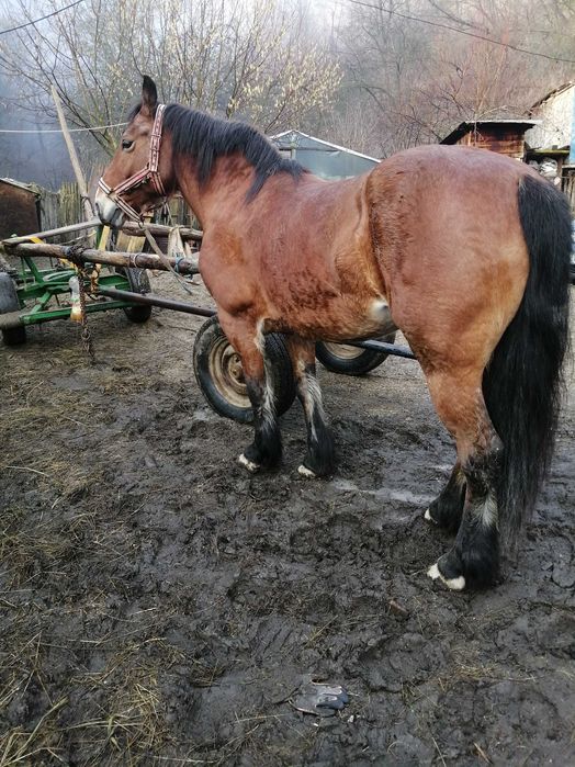 Schimb iapa de 8 ani cu, capre fatate sau gestante sau vaci