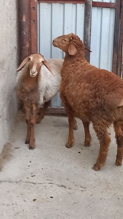 Barrala sotiladi
