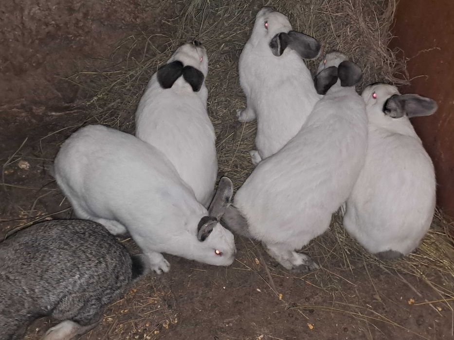 Iepuri de carne.    .