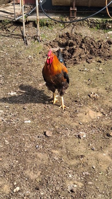 Xõroz Sotiladi Damshni Kilosi 3500