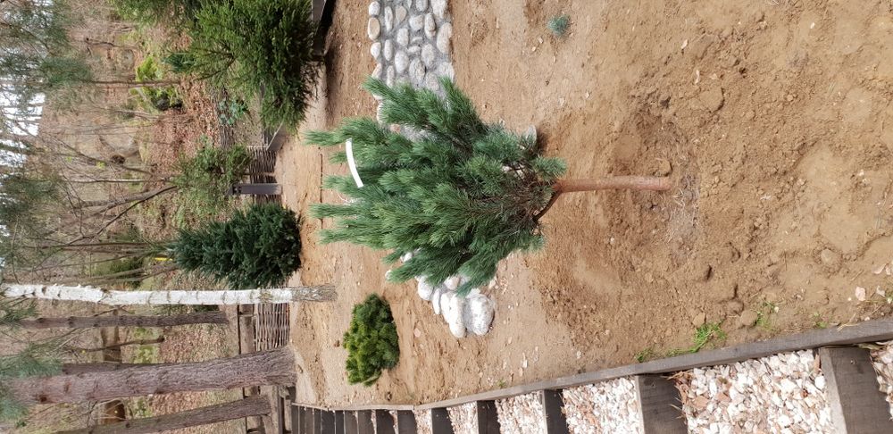 Vindem tuia smaragd de mai multe dimensiuni