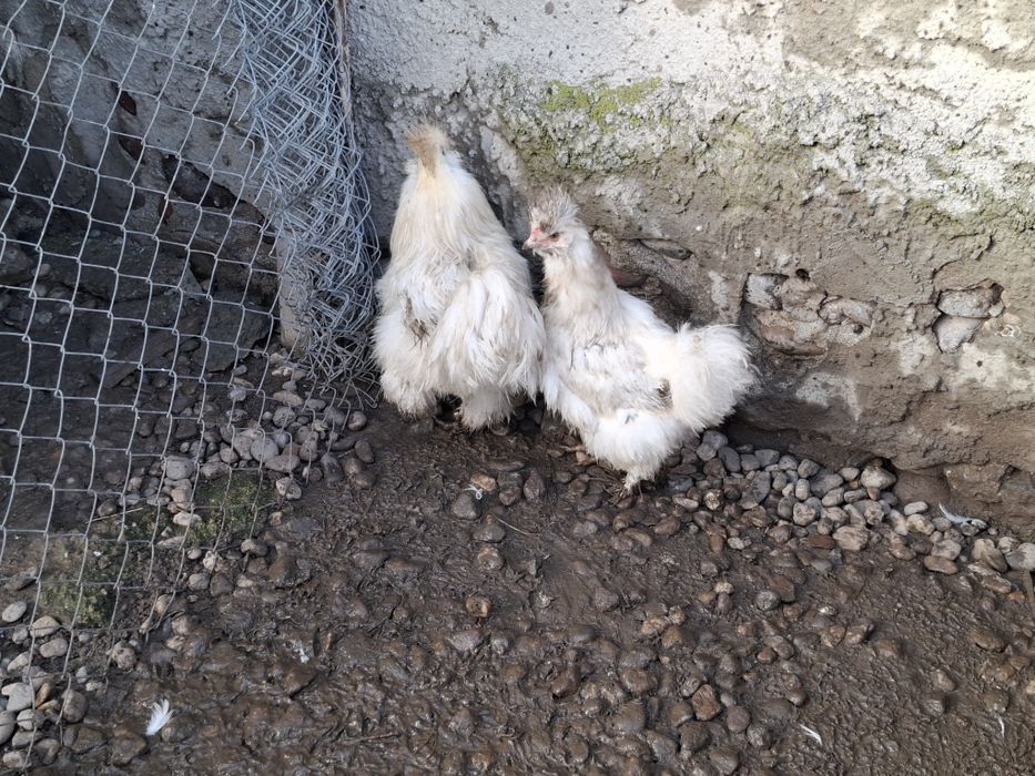 Gaini matase japoneza