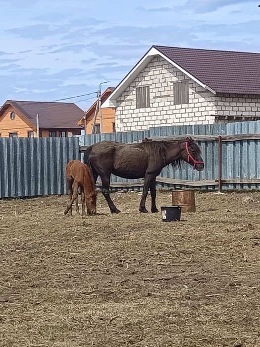 Құлынды бие сатылады