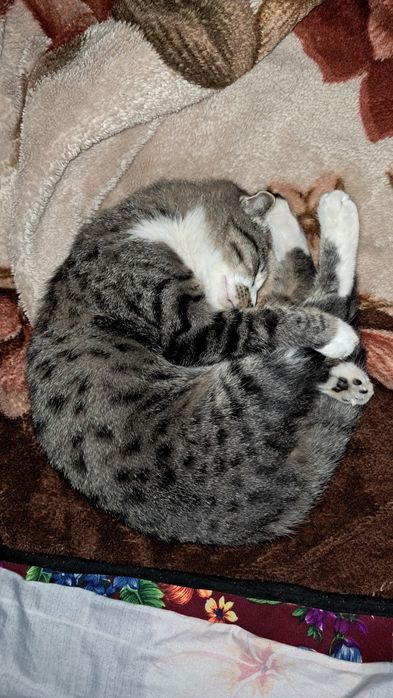 Parodali mushik Juda shirin, aqlli va ozoda mushukcha yangi oilasini k