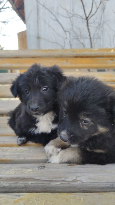 Отдам щенки в хорошие руки