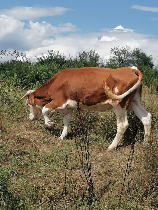 Vaca si junica de vanzare