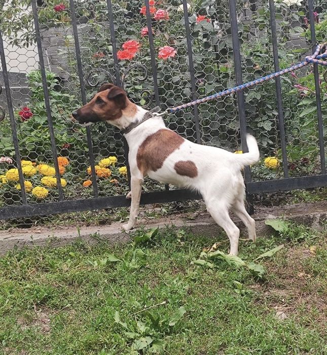 К продаже фокстерьер