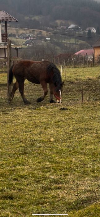 Vând mânză semigrea românească de doi ani