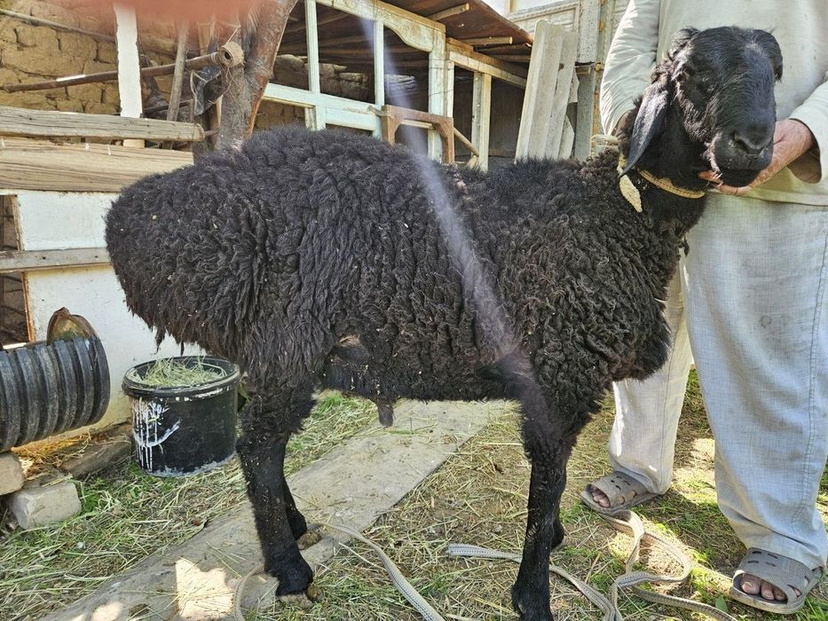 Кузи кучкор Соглом