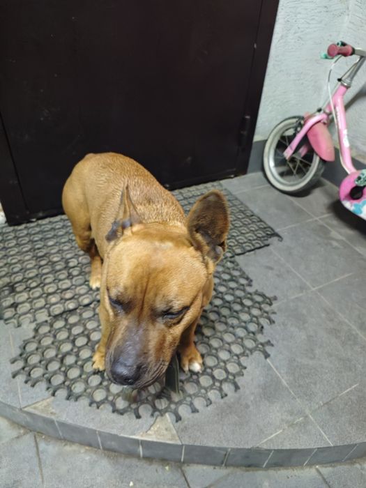 Найдена собака питбуль