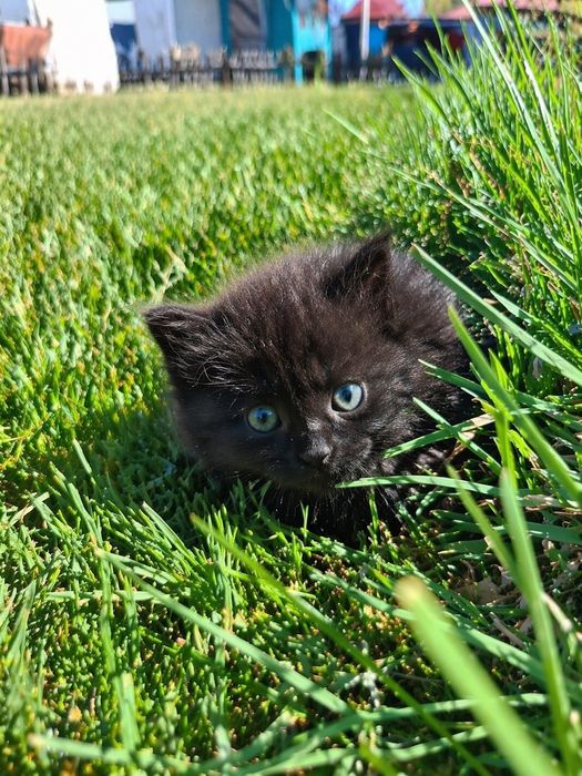 отдам милого котеночка!