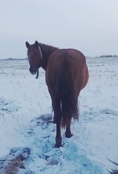 Продам  жеребца .
