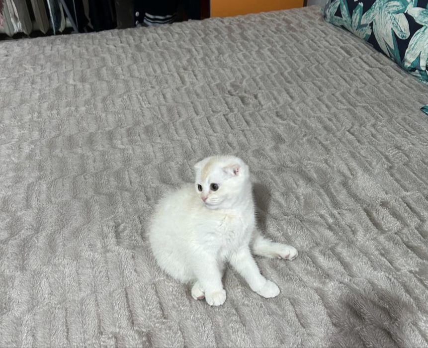 Kotyonok shinahilla fold srochna prodayotsa