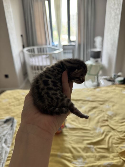 Бенгал, бенгальский, бенгальские котята, бунгал