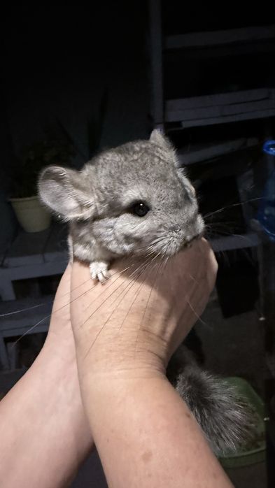 Шиншилла серая ,бежевая