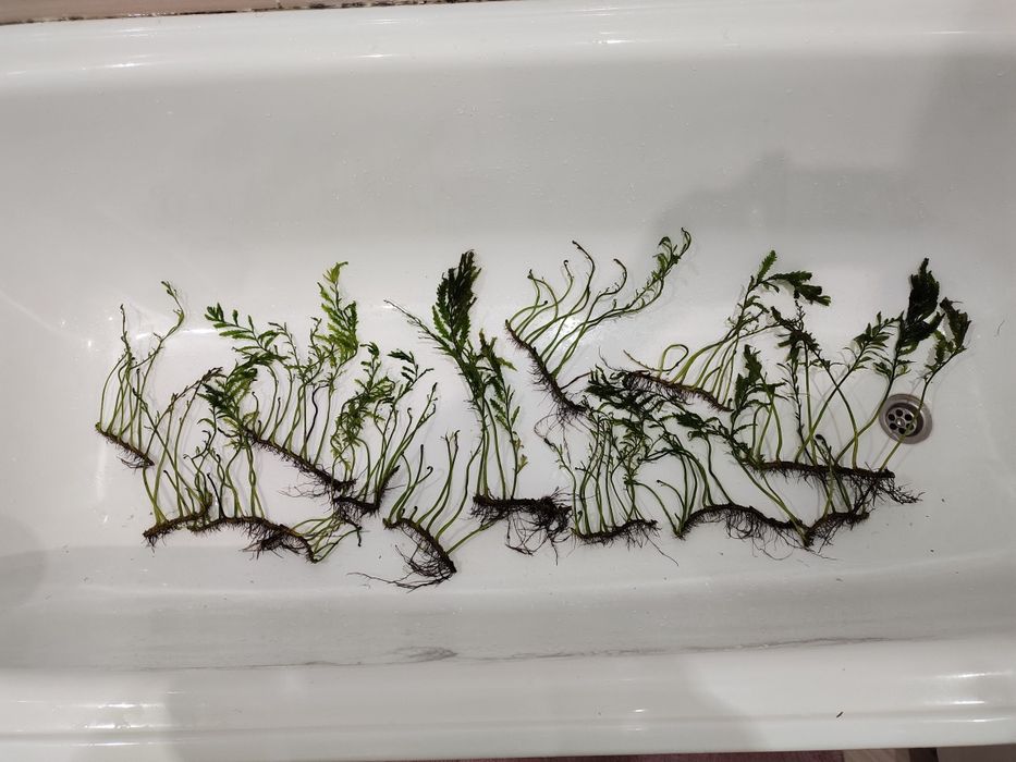 Кусты болбитис Геделоти