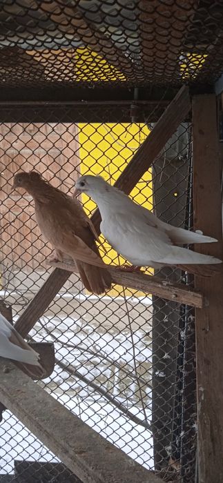 Продам голубей домашних