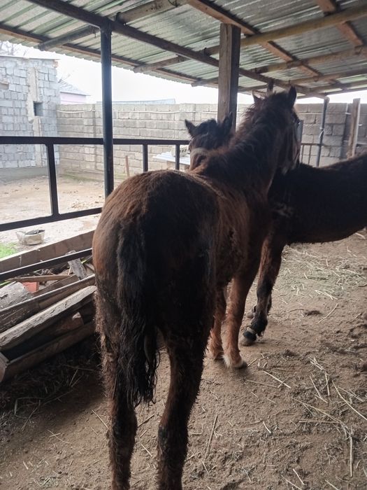 Бір жасар тайлар сатылады.