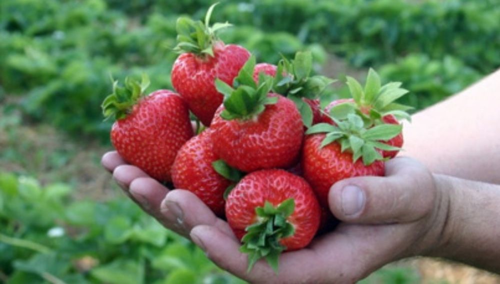 Саженцы клубники