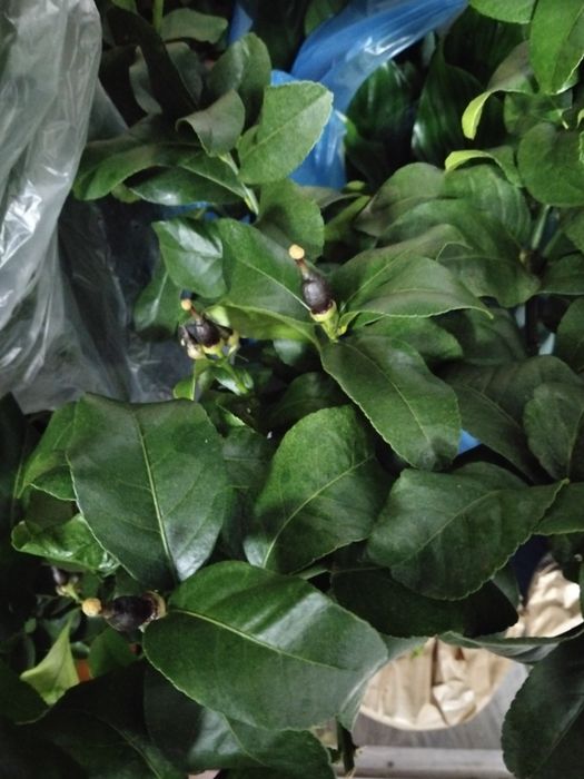 Продам  цитрус лимон