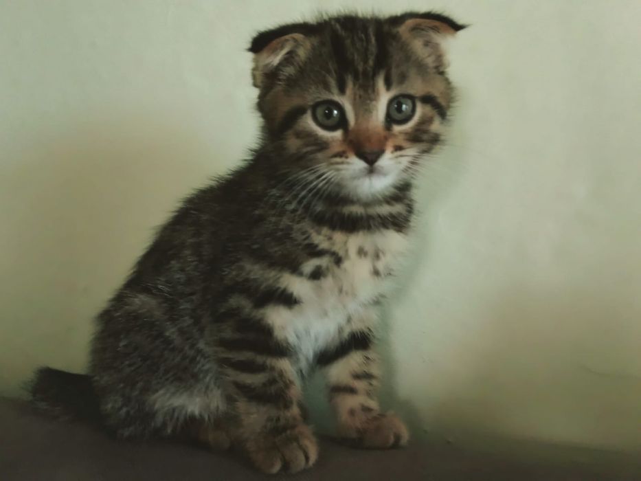 Продам котят 2 мес