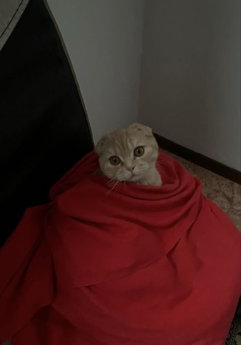 Нужен кот на вязку