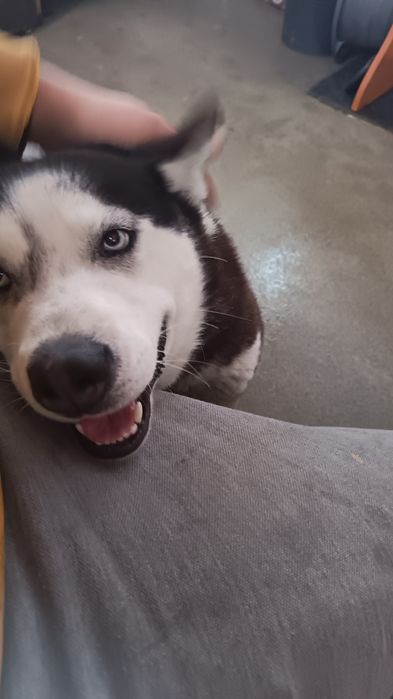 Husky Siberian donez