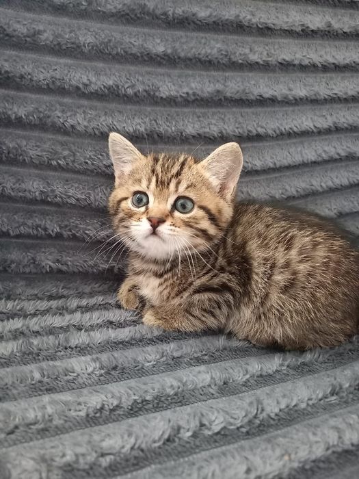 Продам котят очень красивые