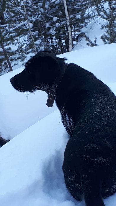 Мальчик ищет невесту