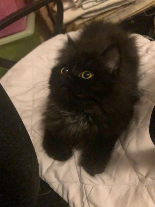 Котенок Девочка длиношерстная