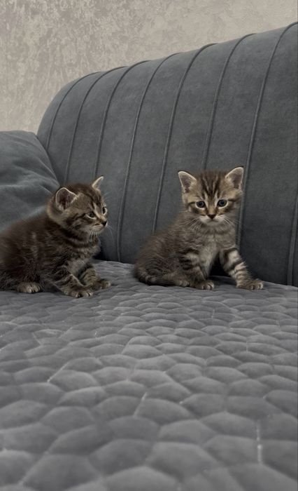 котята в хорошие руки