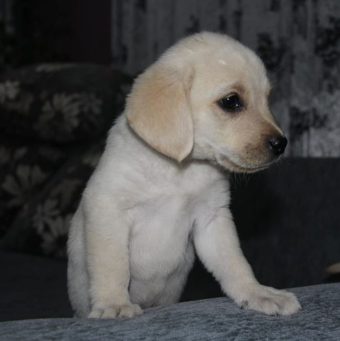 Щенки Лабрадор ретривера