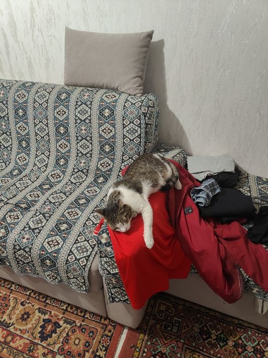 Пропал кот Малыш