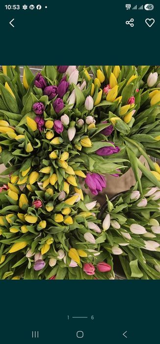 Тюльпаны 360тг оптом