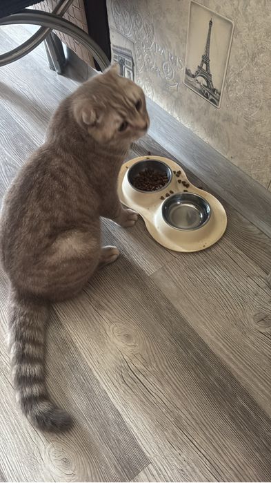 Продам кота. Британец с шотландцем