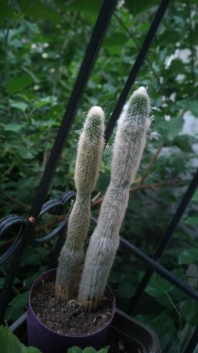 Кактусы (Секулент)