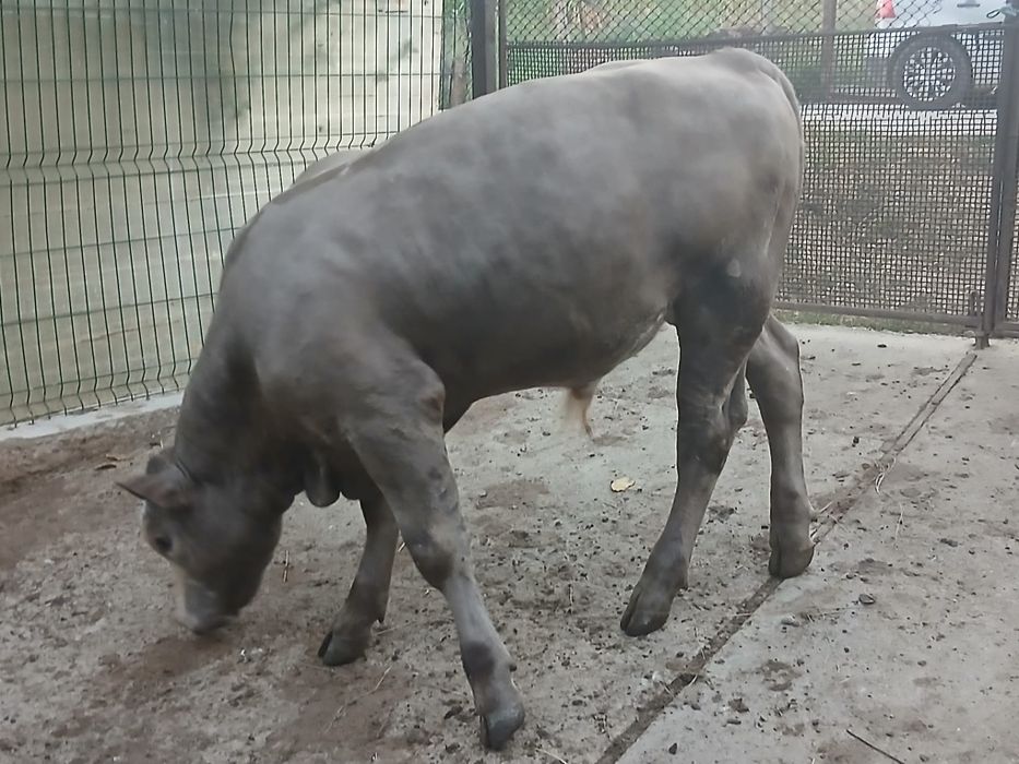 Vaca si vitel de vanzare