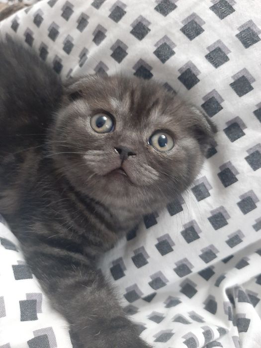 Котята шотландской породы