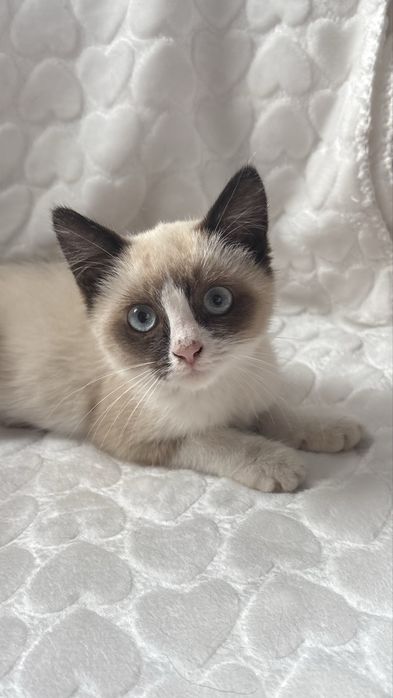 Котенок девчока ищет дом