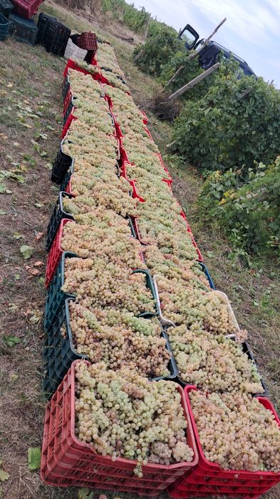 Vând struguri de vin mai multe soiuri prețul se face la telefon.    Sunt producător