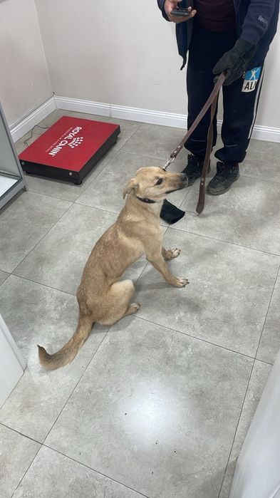 Подарим собачку девочку