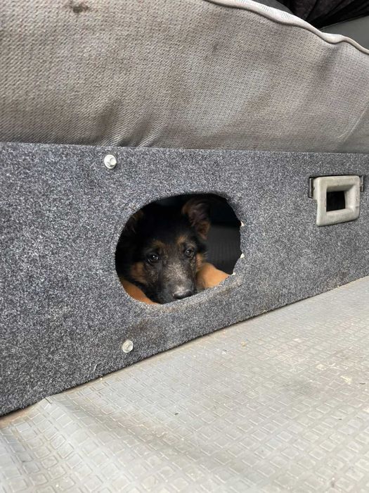 Продам Щенят Немецкой  овчарки