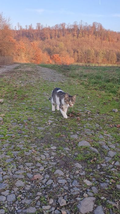 Donez pisici, pisicute